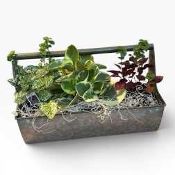 Garden Trug of Plants
