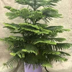 Potted evergreen plant with layered branches in a lavender pot