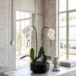 White Phalaenopsis Orchid Arrangement – Double Stem Premium Gift