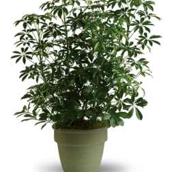 Amazing Arboricola