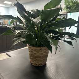 Potted green houseplant in a woven basket cover