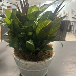 Potted green foliage plant in a white ceramic container