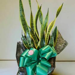 Snake Plant (8 inch pot)