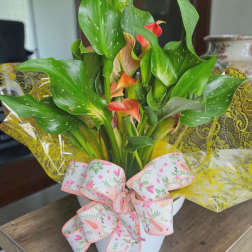 Orange Calla Lily