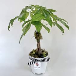 Potted money tree plant in a white container with a striped ribbon