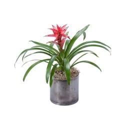 Potted bromeliad plant with a red flower spike in a gray container