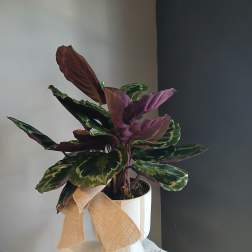 Potted calathea plant with patterned green and purple leaves in a white pot