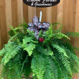 BEAUTIFern