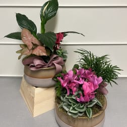 Two potted plant arrangements, one with pink flowers and one with mixed foliage
