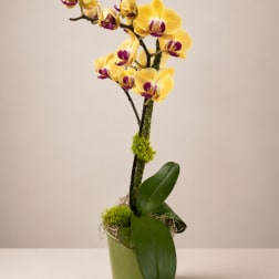 Yellow and purple orchid arrangement in a green pot