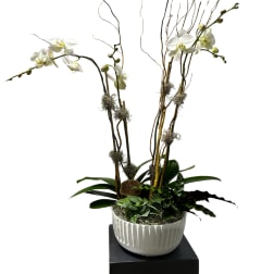 Premium Orchid/Plant Design