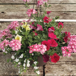 Hanging basket of pink and red flowers with white blooms