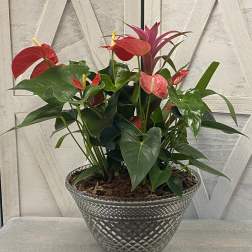 Potted anthurium plant with red blooms in a glass bowl