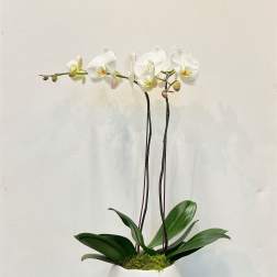 Double White Orchid in White Ceramic
