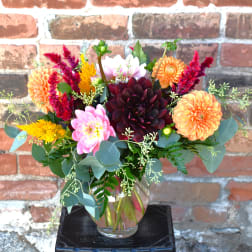 Darling Dahlia