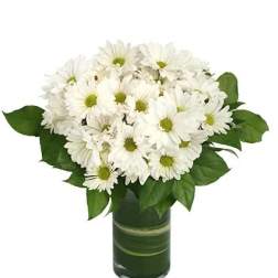 Dazzling Daisy Poms
