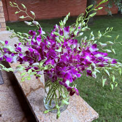Beautiful orchids