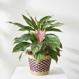Potted green plant with pink stems in a woven basket