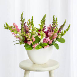 Pink and white snapdragons in a white vase