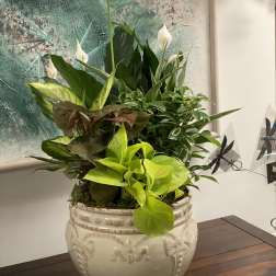 Potted arrangement of green foliage with white peace lilies in a ceramic planter