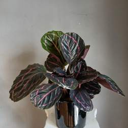 #PL23 Calathea Rattlesnake