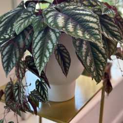 Potted plant with dark patterned leaves in a white container
