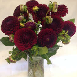 Deep burgundy dahlias in a clear glass vase