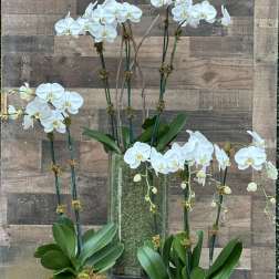 White orchids arranged in glass containers with moss accents