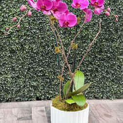 ORCHID OASIS (PURPLE)
