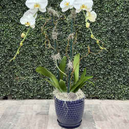 ORCHID OF THE WEEK