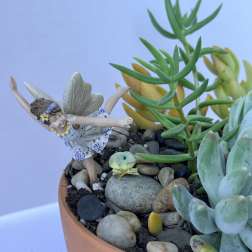 Succulent Fairy Garden