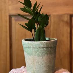 Potted green houseplant in a weathered ceramic pot