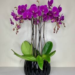 Bright Purple