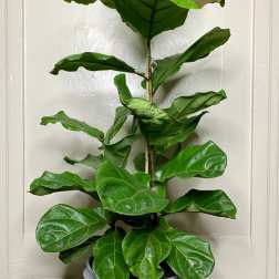 Fig