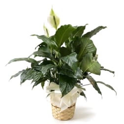 Potted peace lily in a woven basket with a white ribbon