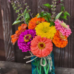 Zinnia Delight