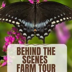 Black butterfly on pink flowers with a "Behind the Scenes Farm Tour" sign