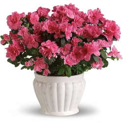 Azalea Plant