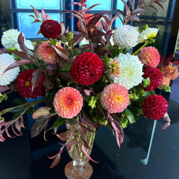 DHALIA CURVED PETAL PREMIUM