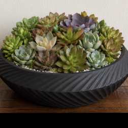 Succulent arrangement in a black textured bowl planter