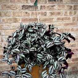 Tradescantia (only 1 available)