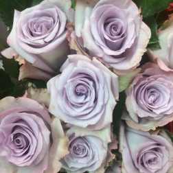 One Dozen Lavender Roses in a Vase