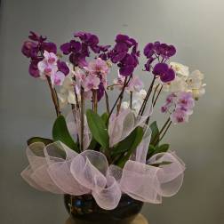 Orchid Garden