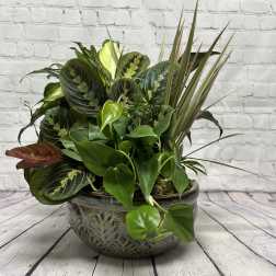 10" European Dish Garden