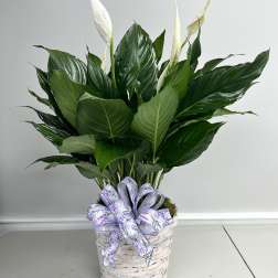 Spathiphyllum
