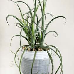 Potted curly-leaf plant in a gray ceramic pot