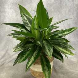 Potted green houseplant with variegated leaves in a woven basket