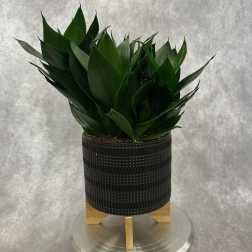 Dark green potted plant in a textured black container on a stand