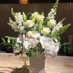 White Orchid Dreams