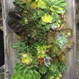 Assorted succulents arranged in a vertical wall planter
